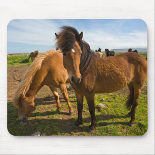 Icelandic Horses Graze Mouse Mat