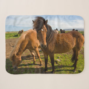 Icelandic Horses Graze Sherpa Blanket