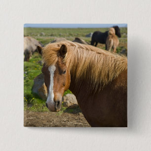 Icelandic Horses in northeastern Iceland. 15 Cm Square Badge