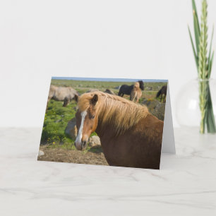 Icelandic Horses in Northeastern Iceland Card