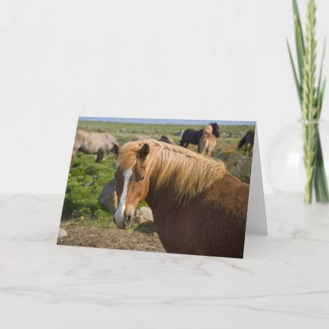 Icelandic Horses in Northeastern Iceland Card (Front)