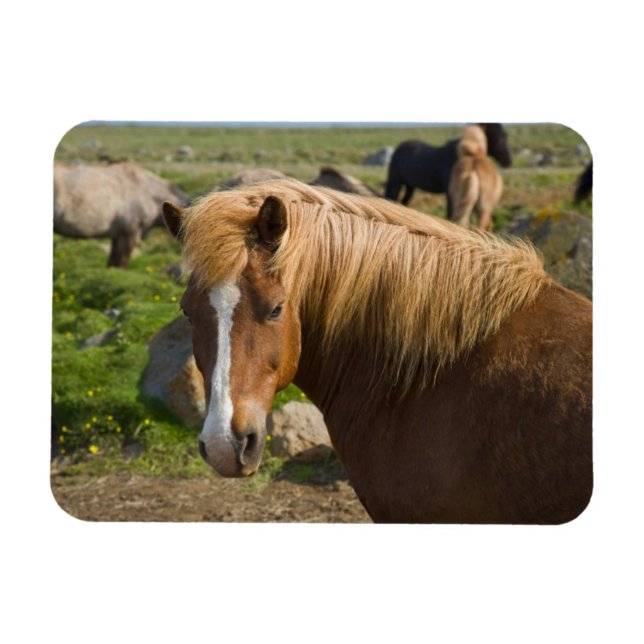 Icelandic Horses in Northeastern Iceland Magnet (Horizontal)