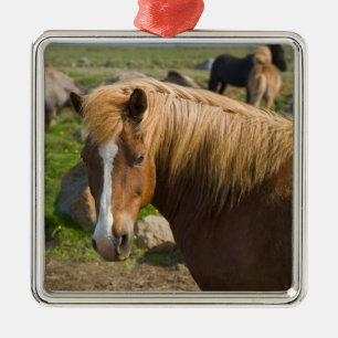 Icelandic Horses in northeastern Iceland. Metal Tree Decoration