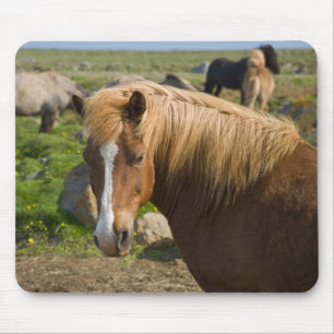 Icelandic Horses in Northeastern Iceland Mouse Mat