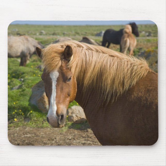 Icelandic Horses in Northeastern Iceland Mouse Mat (Front)