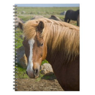 Icelandic Horses in Northeastern Iceland Notebook