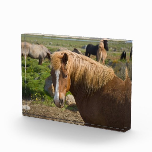 Icelandic Horses in Northeastern Iceland Photo Block (Right)