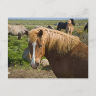 Icelandic Horses in northeastern Iceland. Postcard