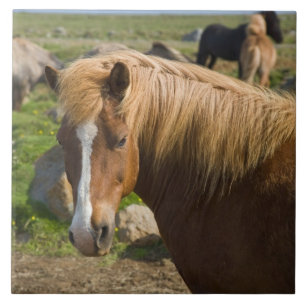 Icelandic Horses in Northeastern Iceland Tile