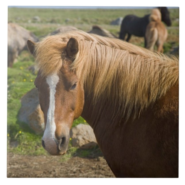 Icelandic Horses in Northeastern Iceland Tile (Front)