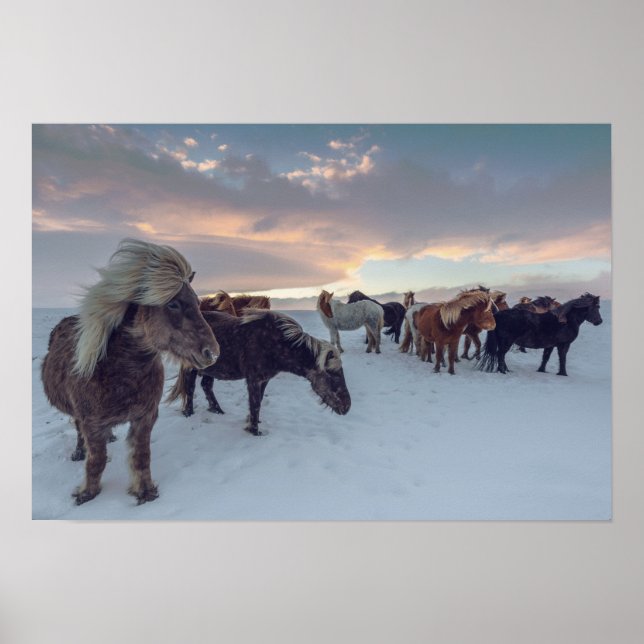 Icelandic Horses in Snow | Iceland Photo Poster (Front)
