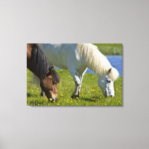 Icelandic Horses in western Iceland. Canvas Print