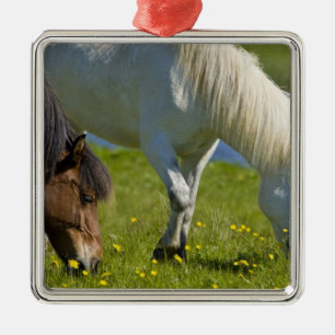 Icelandic Horses in western Iceland. Metal Tree Decoration