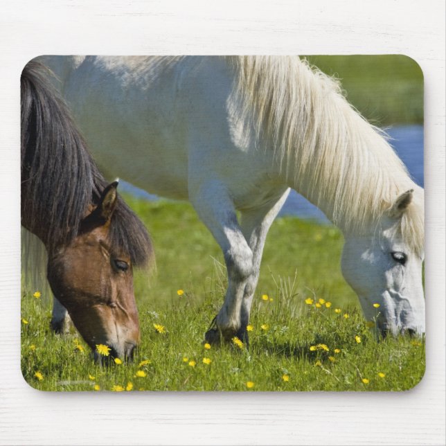 Icelandic Horses in western Iceland. Mouse Mat (Front)