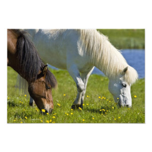 Icelandic Horses in western Iceland. Photo Print