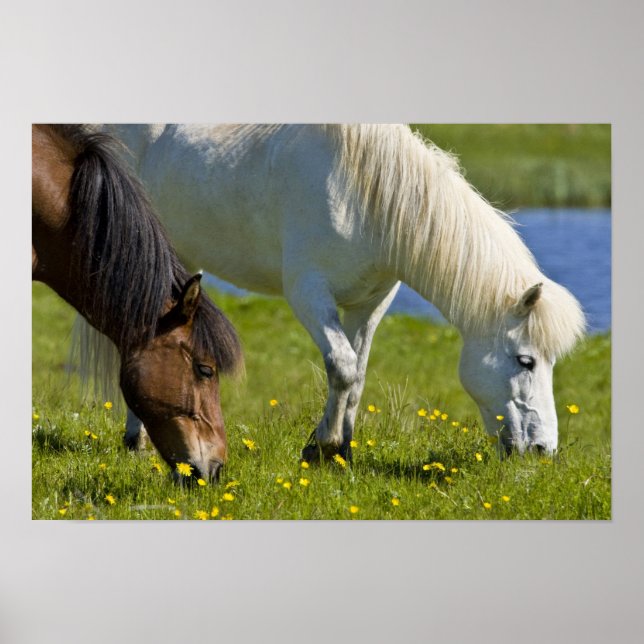 Icelandic Horses in western Iceland. Poster (Front)