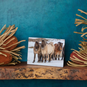 Icelandic Horses in Winter Near Hofn, Iceland Plaque