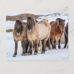 Icelandic Horses in Winter Near Hofn, Iceland Postcard