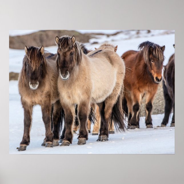 Icelandic Horses in Winter Near Hofn, Iceland Poster (Front)