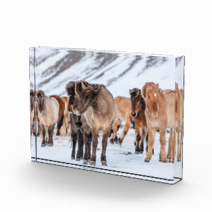 Icelandic Horses in Winter Pasture Near Hofn Photo Block