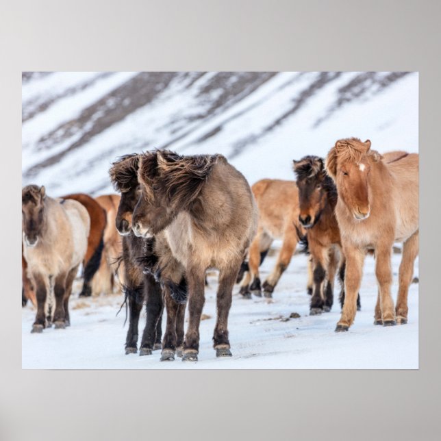 Icelandic Horses in Winter Pasture Near Hofn Poster (Front)