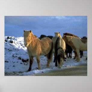 Icelandic Horses in Winter Poster