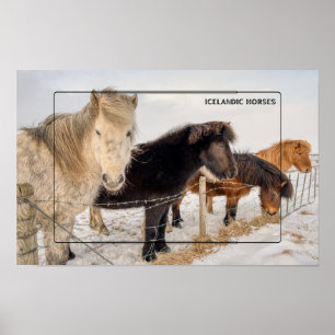 Icelandic Horses in Winter Poster