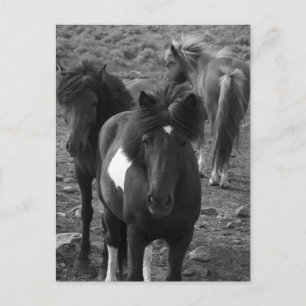 Icelandic Horses IV Postcard