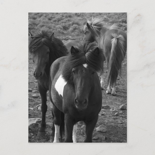 Icelandic Horses IV Postcard (Front)