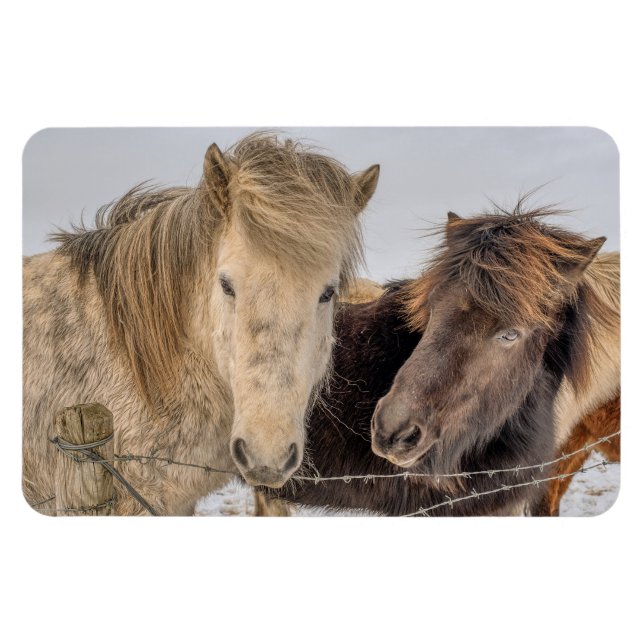 Icelandic Horses Magnet (Horizontal)