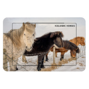 Icelandic Horses Magnet