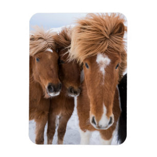 Icelandic Horses nuzzle, Iceland Magnet