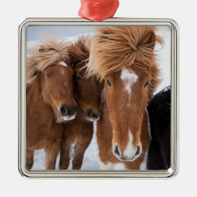 Icelandic Horses nuzzle, Iceland Metal Tree Decoration (Front)