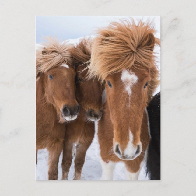 Icelandic Horses nuzzle, Iceland Postcard (Front)
