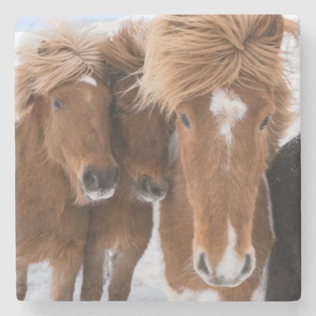 Icelandic Horses nuzzle, Iceland Stone Coaster (Front)