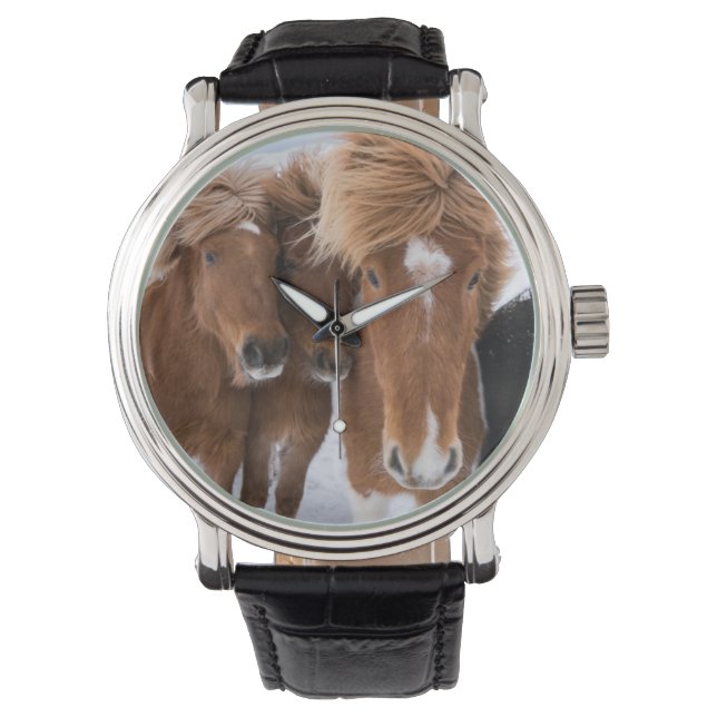 Icelandic Horses nuzzle, Iceland Watch (Front)