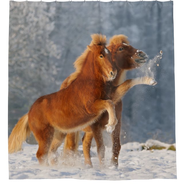 Icelandic Horses playing in snow Shower Curtain (Front)