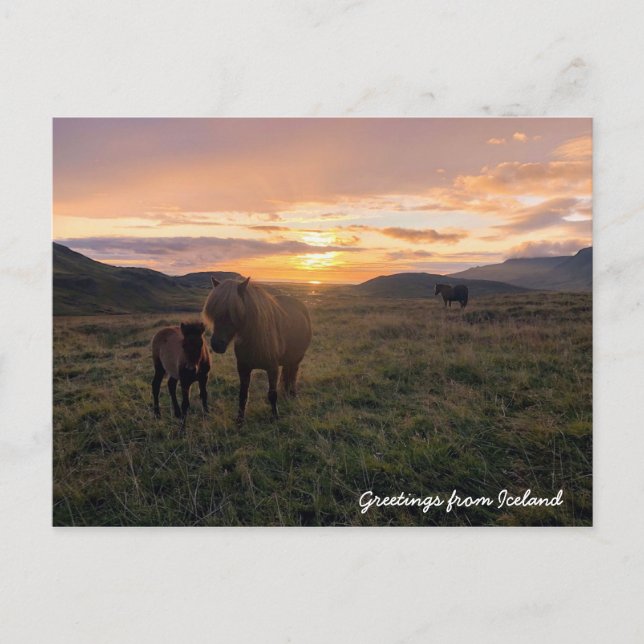Icelandic horses - postcard (Front)