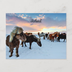 Icelandic Horses Postcard