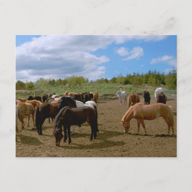 Icelandic Horses Postcard (Front)