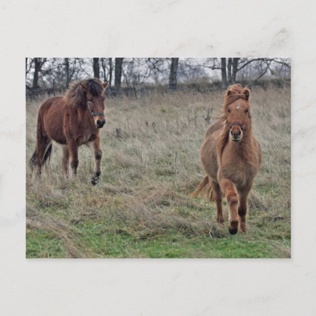 Icelandic horses postcard (Front)