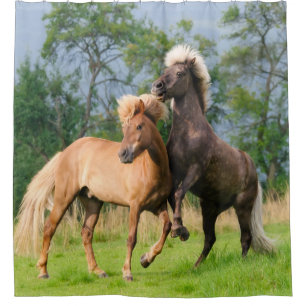 Icelandic horses rearing Shower Curtain
