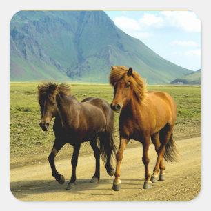 Icelandic Horses Square Sticker