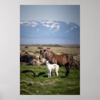 Icelandic Mare and Foal Poster