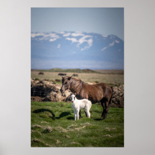 Icelandic Mare and Foal Poster