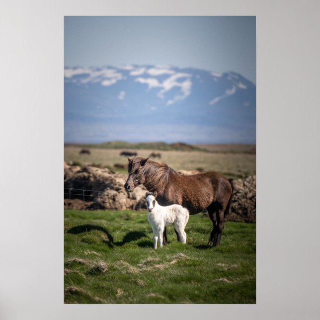 Icelandic Mare and Foal Poster (Front)