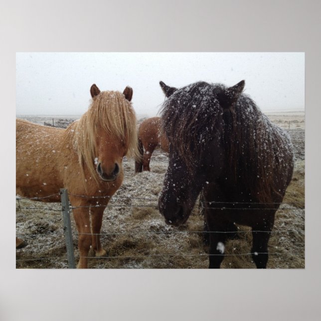 Icelandic Ponies, Iceland horses in snow poster (Front)