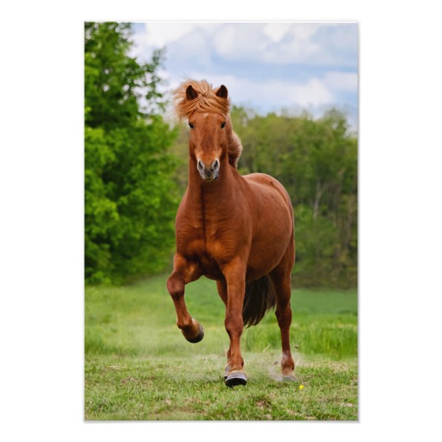 Icelandic Pony at a Tölt Funny For Horse Lovers - Photo Print (Front)