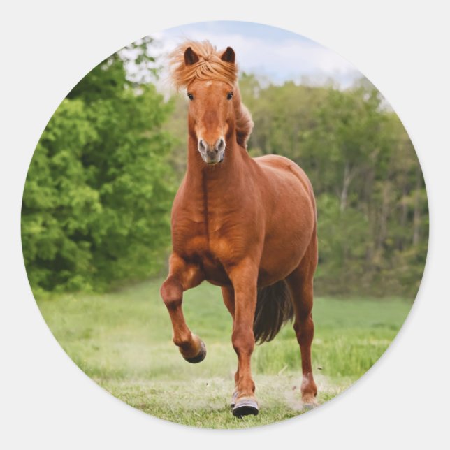 Icelandic Pony at a Tölt Funny Photo Horse Lovers Classic Round Sticker (Front)