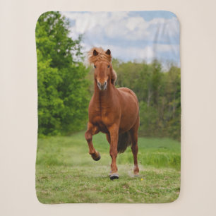 Icelandic Pony Runs Tölt Funny Photo Horse Lovers Sherpa Blanket